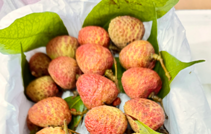 ������֦���£���Ҫ����֦���ɡ������ٵȵ�