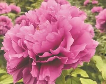 ����ĵ���@�M��ʢ���� 200����Ʒ�N3�f���꣡