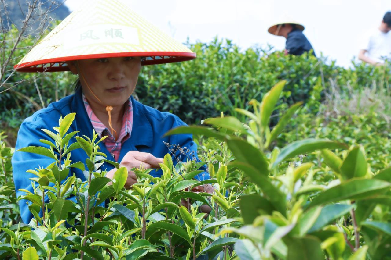 ����¹�ǣ���������� ɽ���ײ�򿪹������³�����