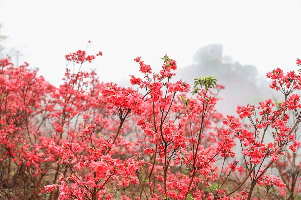 平阳这片花海,一天涌进2500人!