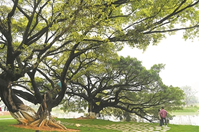 ��ľ����ȴ�����й��˶��������� ����������������м���