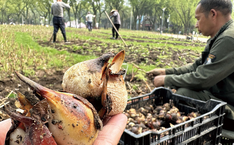 �����ع�԰�����㻨չ�������淨 ��л��23����������������