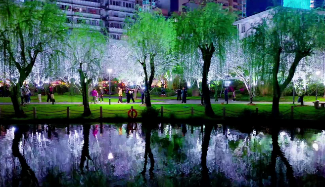 温州马鞍池公园夜樱绽放