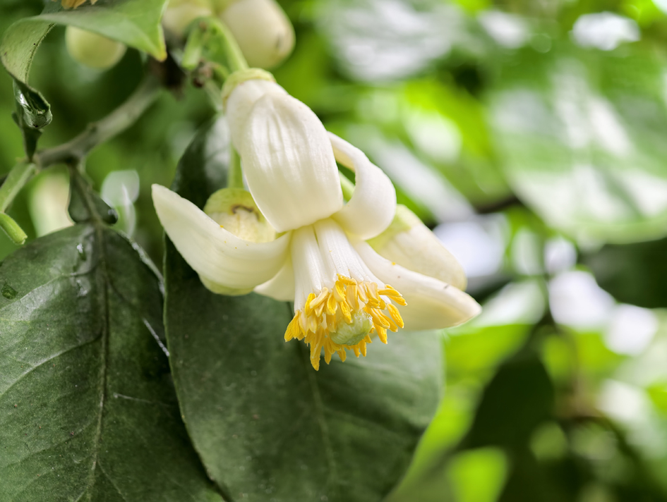 Ϊ���ĵ��ڷۣ��������ƻ�¶�����������֡����¡���ͷæ