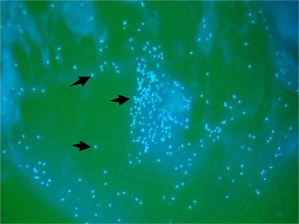 �����۲��ᡰαװ���ɽ�Ĥ�ף����ĳ������ϵġ����۲���ԭ�塱