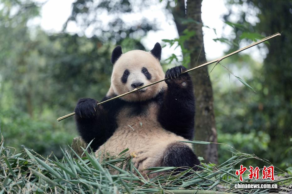 ̽�ù������è�����㡱���ճ�����