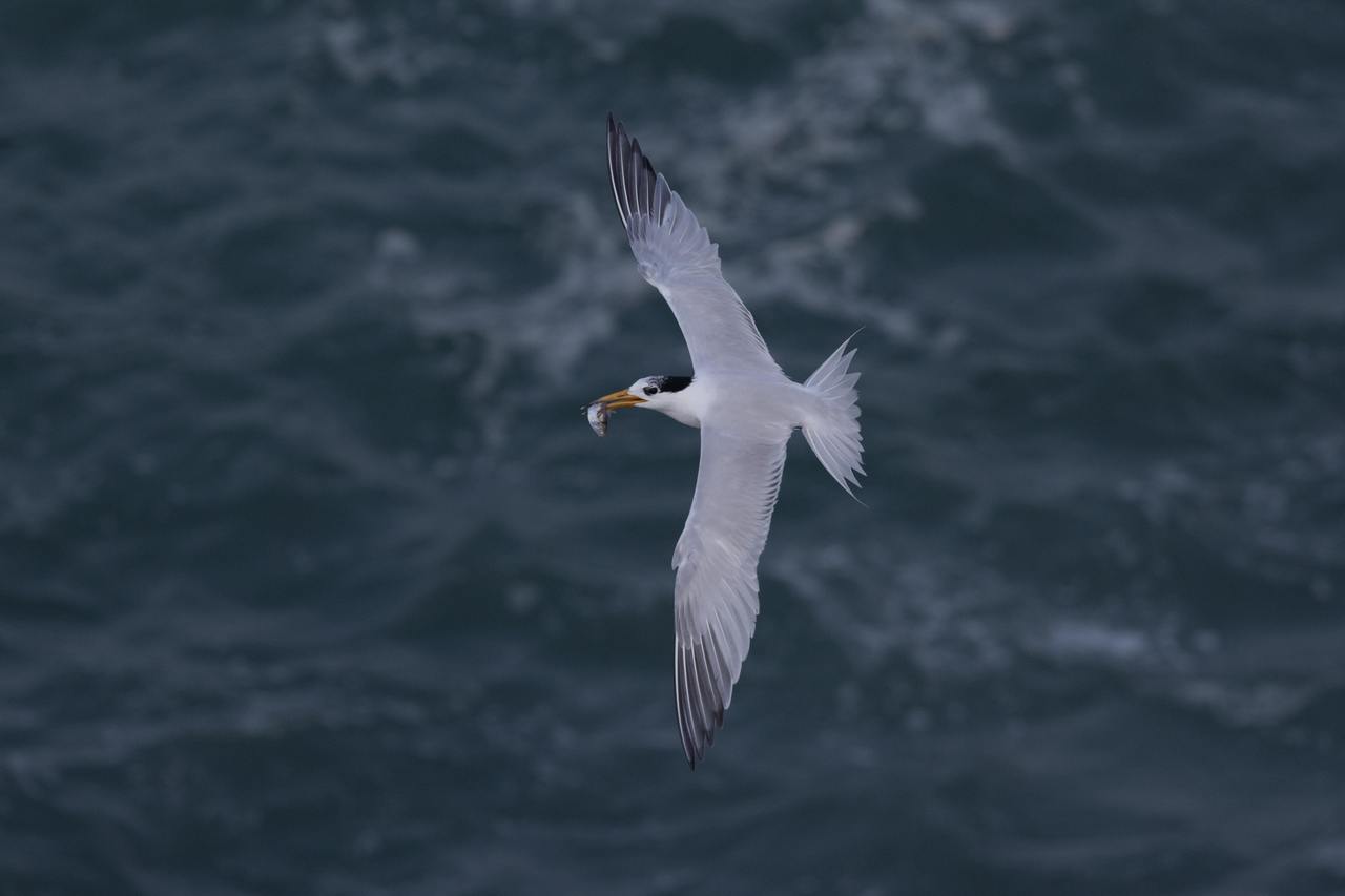 ��ֻ������ȫ��ϣ������֮�񣬽����ֻ�������