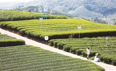 ̩˳������һҶ�衰�㡱��ũ�����ں��»���