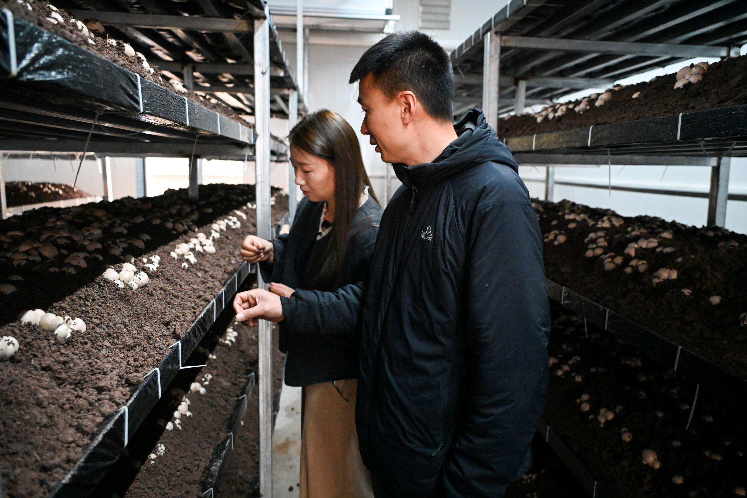温州文成：科技春耕新场景 方舱种植育菌忙