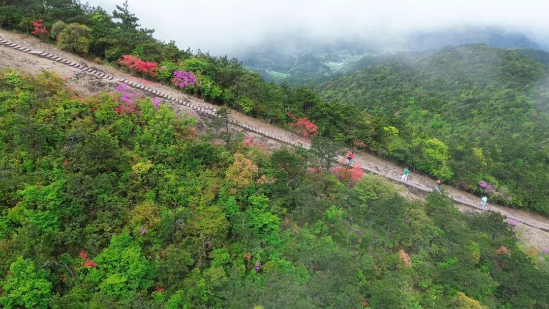 开了!温州第一高峰杜鹃花,快来打卡