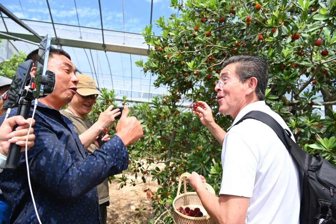 甜!文成杨梅圈粉外国友人