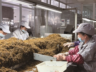 探寻洞头羊栖菜“升值”密码