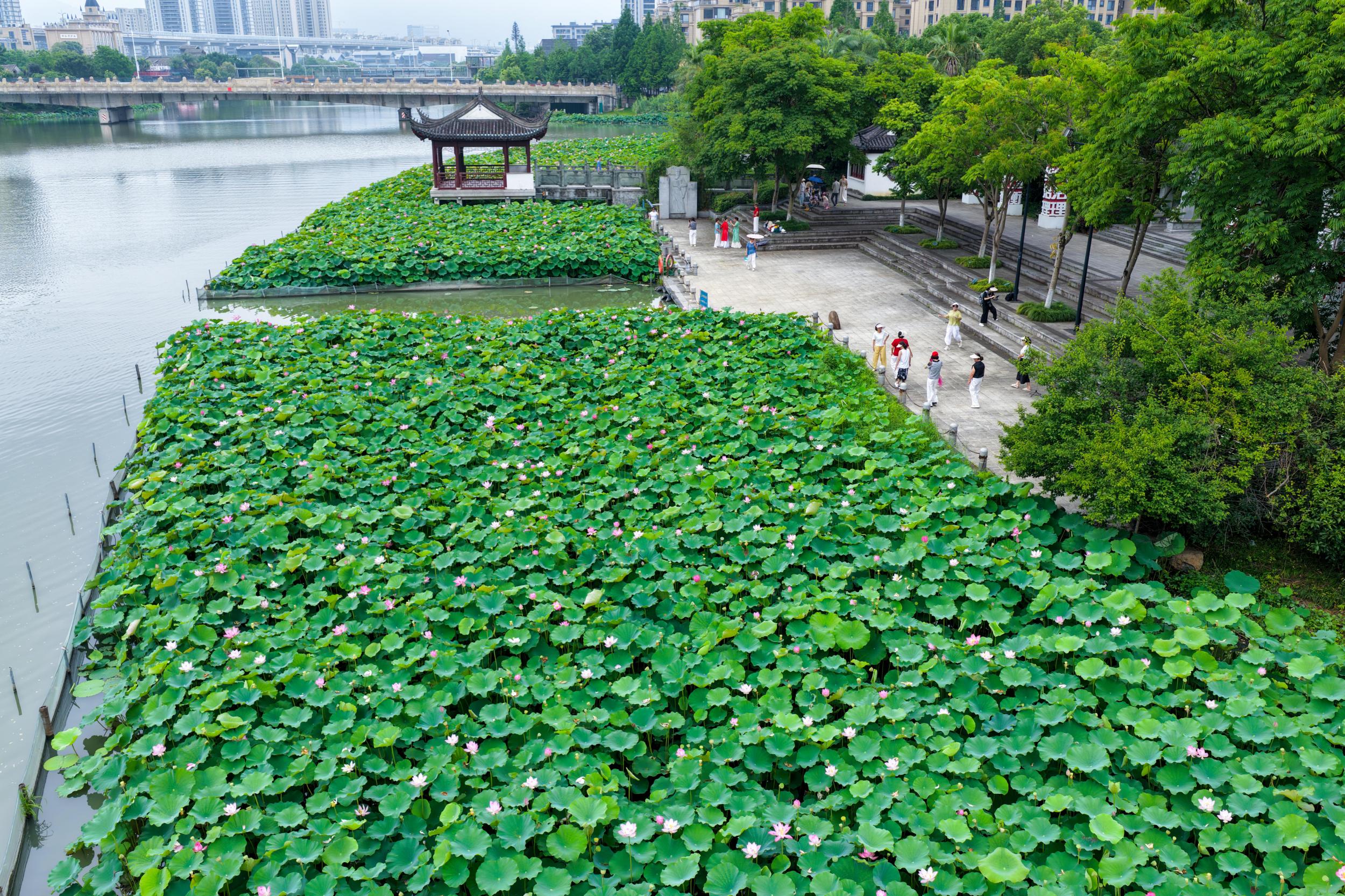 夏日限定!荷塘美景已上线