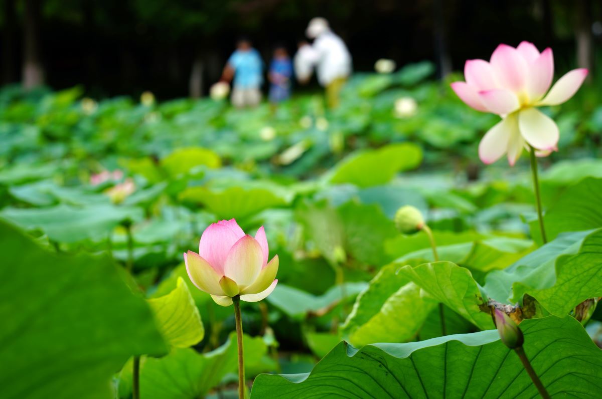 温州乐清:初夏荷韵入画来
