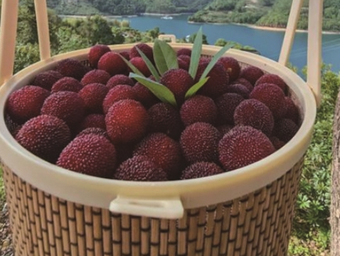 �ĳ���÷���غ���̬��ɫ ��������ѹ�