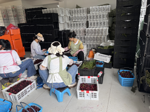 泰顺:筱村镇抢收15万余斤高山杨梅