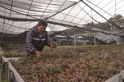 “铁皮石斛之乡”抢救进行时 新种植户黄茂向社会求助遮阳网等物资