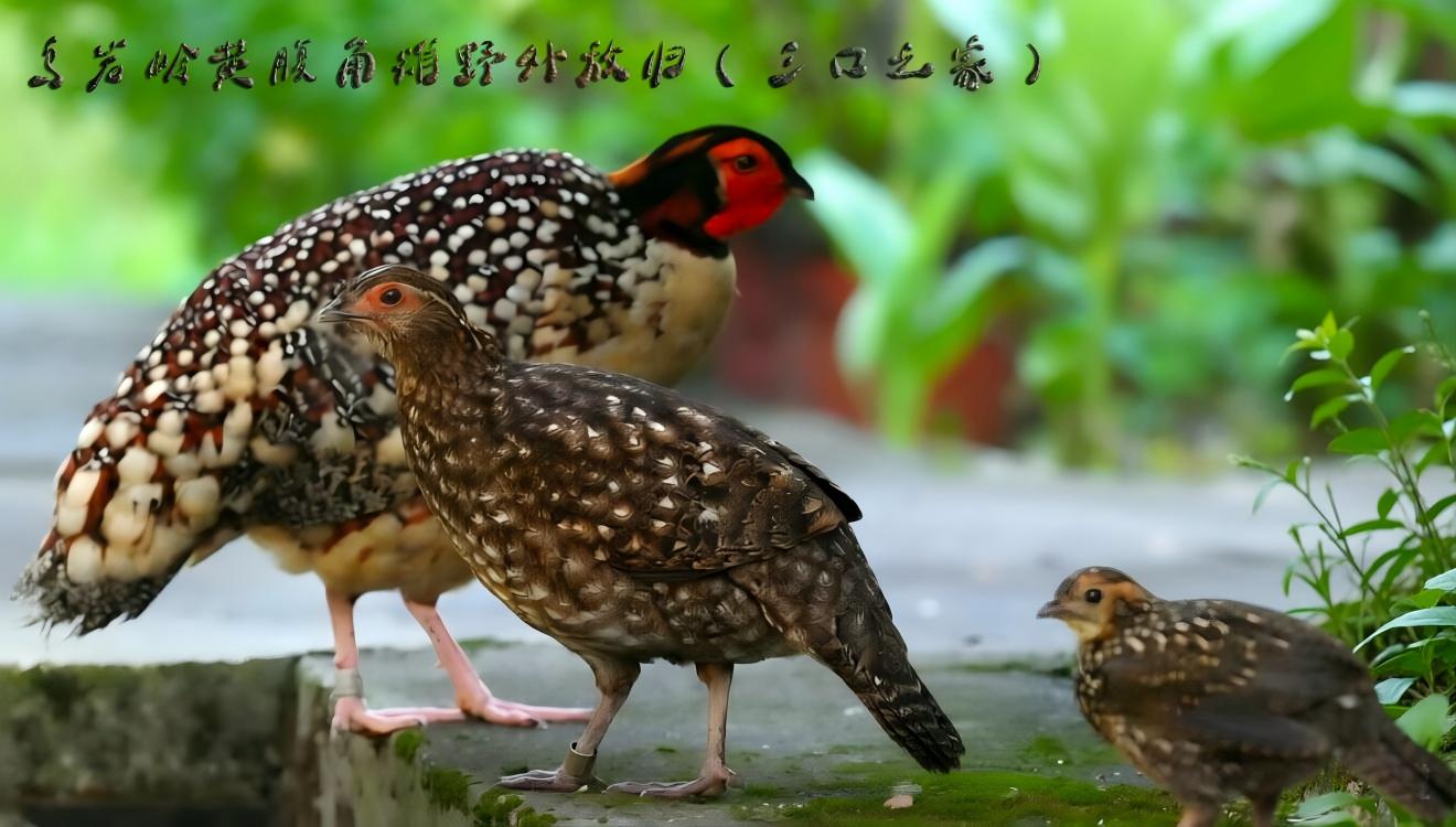 重大突破!乌岩岭野化放归的的黄腹角雉在自然环境首次成功繁殖