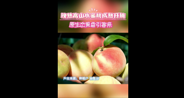 温州永嘉:高山水蜜桃“鲜甜”引客来