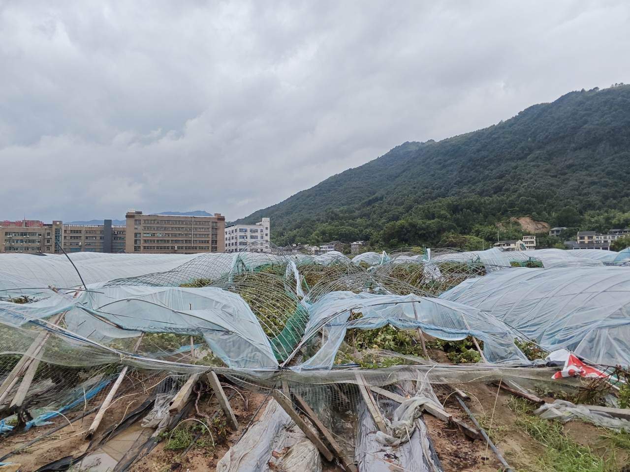 台风掀翻葡萄棚 鹿城5万斤巨峰葡萄盼销路