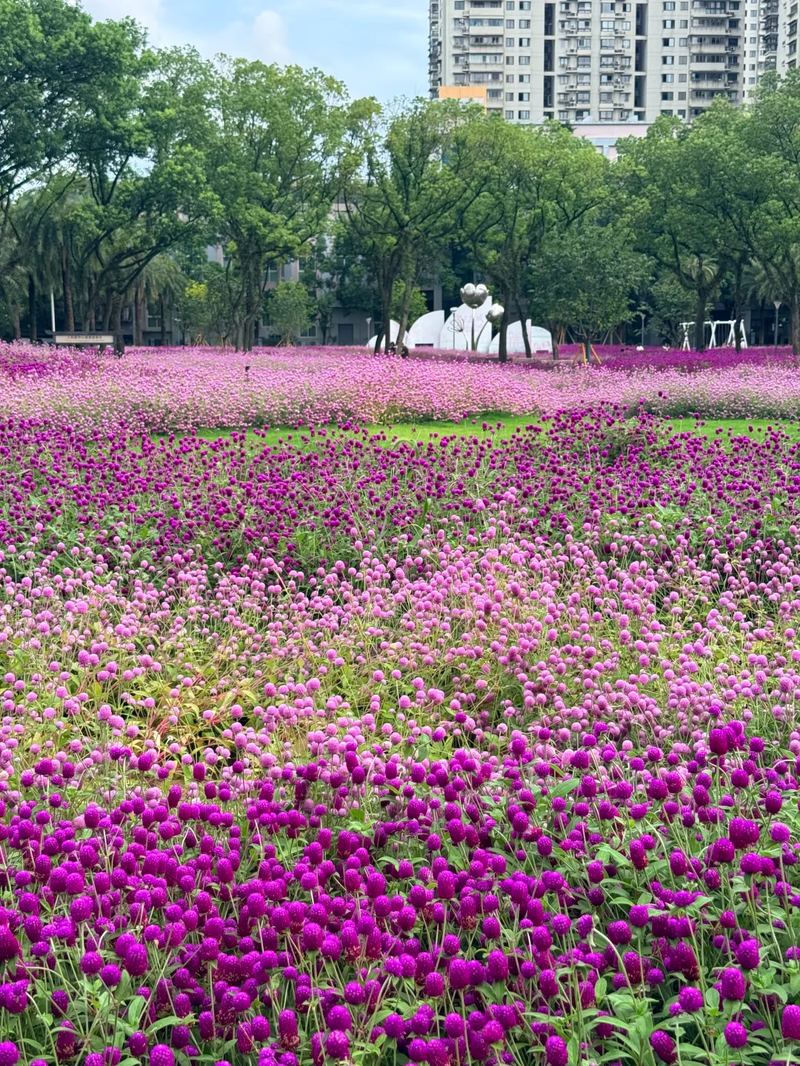你是夏天的话，也会偏爱被「花海」承包的温州！ - 配图39