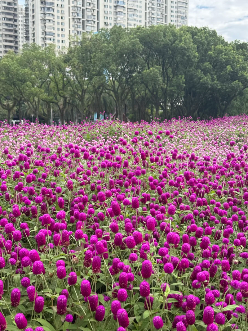 你是夏天的话，也会偏爱被「花海」承包的温州！ - 配图40