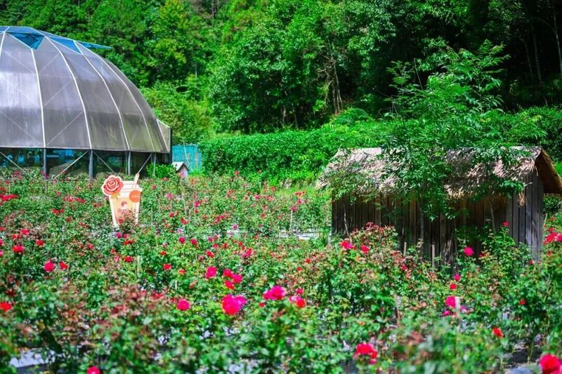 你是夏天的话，也会偏爱被「花海」承包的温州！ - 配图45