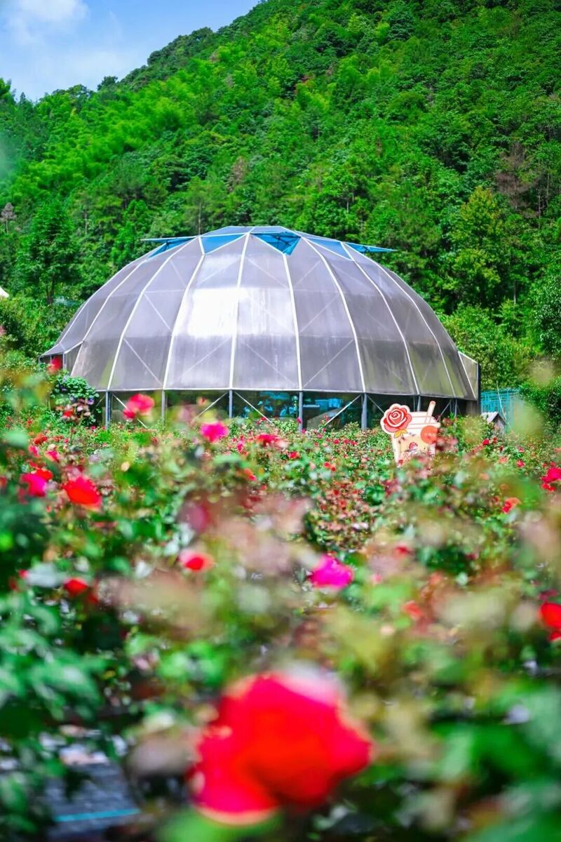 你是夏天的话，也会偏爱被「花海」承包的温州！ - 配图47