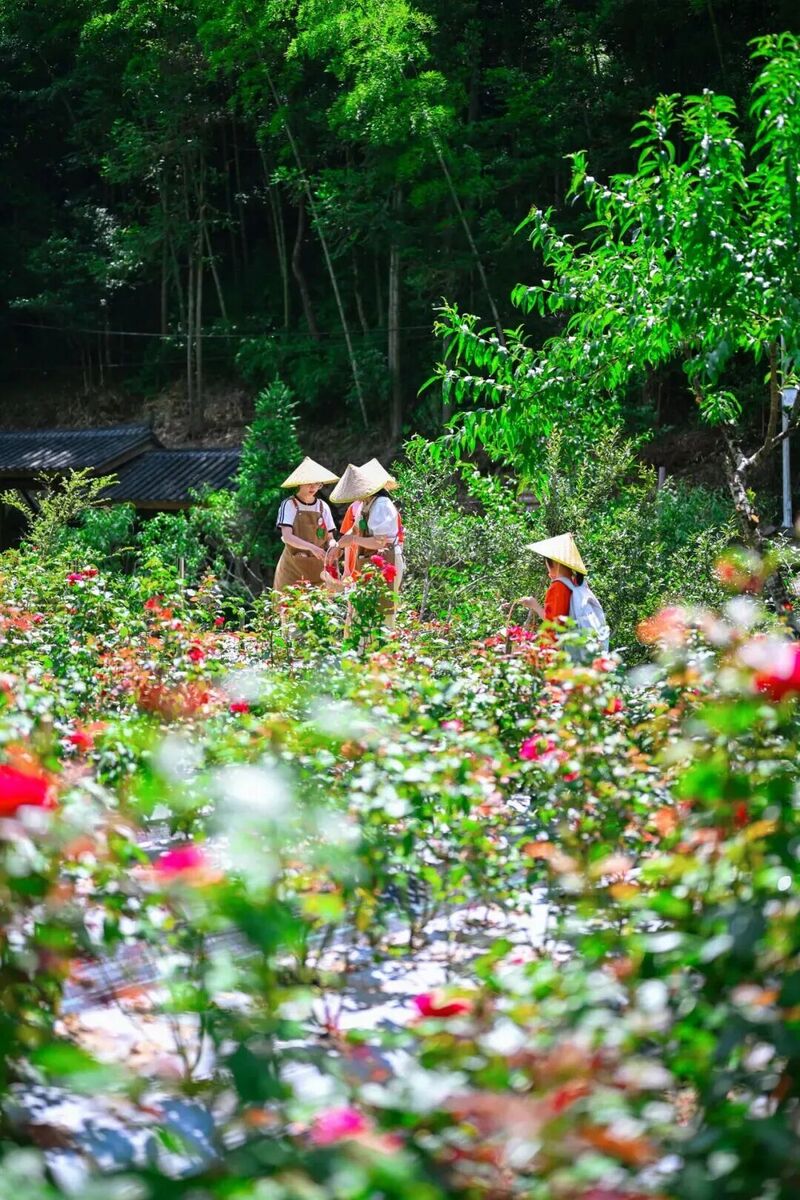 你是夏天的话，也会偏爱被「花海」承包的温州！ - 配图48
