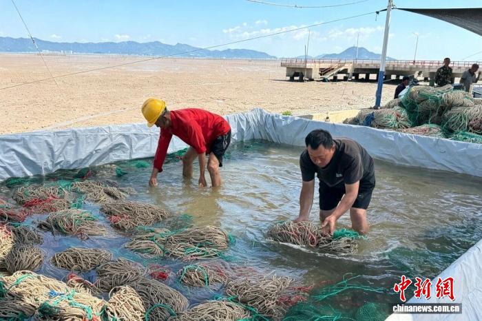海上“秋耕忙” “中国紫菜之乡”迎来紫菜采苗下苗窗口期