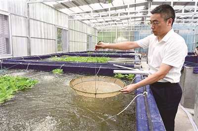 文成47个村打造“淡水虾王”养殖基地 “一尾虾苗”游出共富产业链