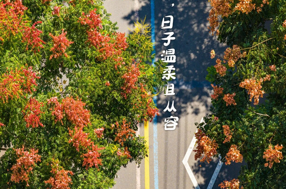 这一抹秋色,不知不觉美遍了平阳