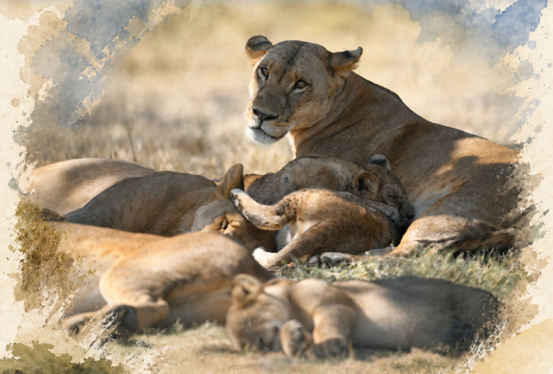 ���綯����ح�������顰Hakuna Matata�����������ǣ�